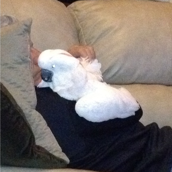 This is my Abigail, Lexi and Crikit - Picture 8 of 13